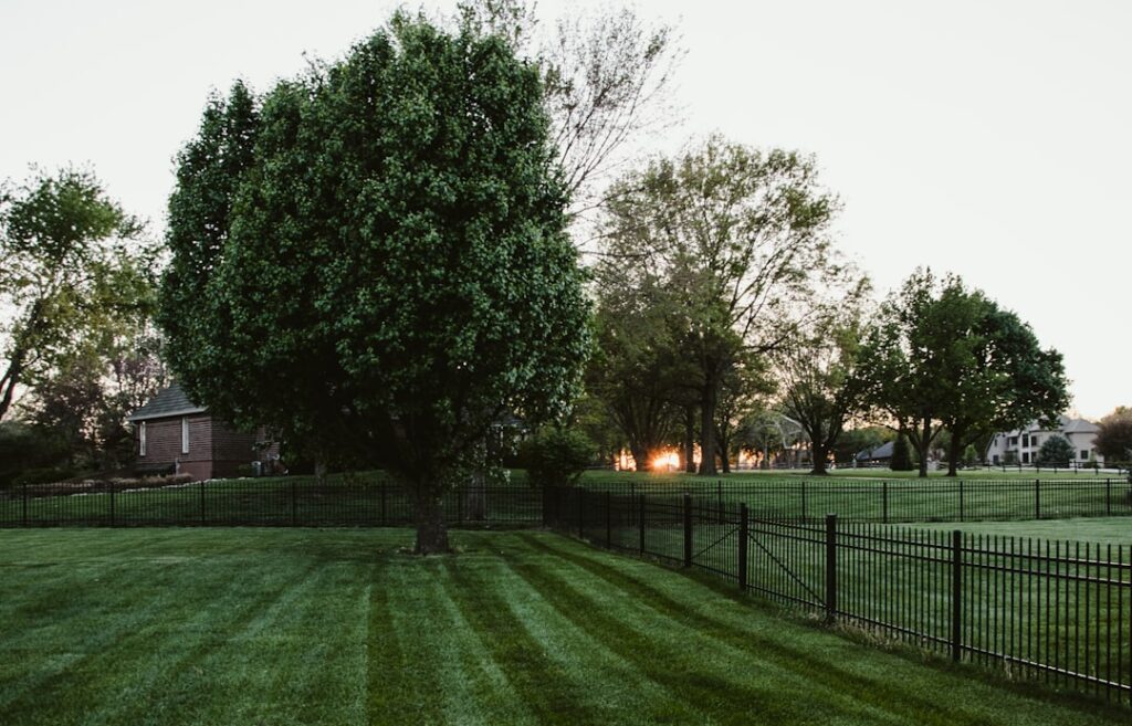 Lawn Maintenance