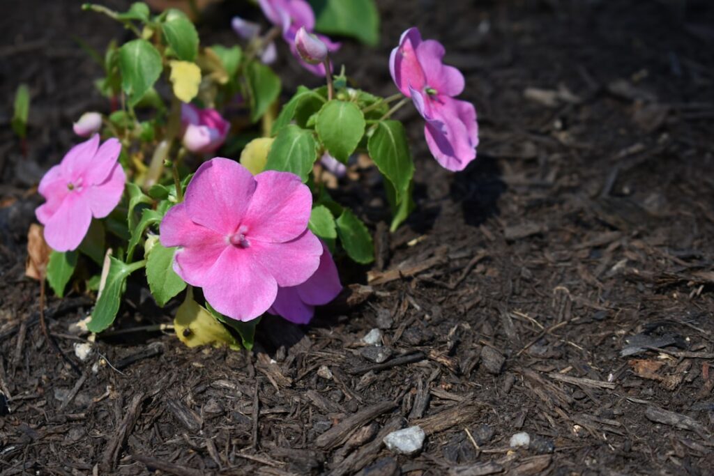 Mulch Installation
