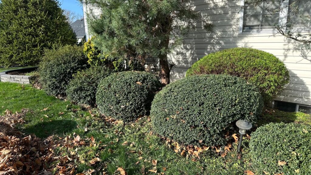 Tree & Bush Trimming project by Vista Hermosa